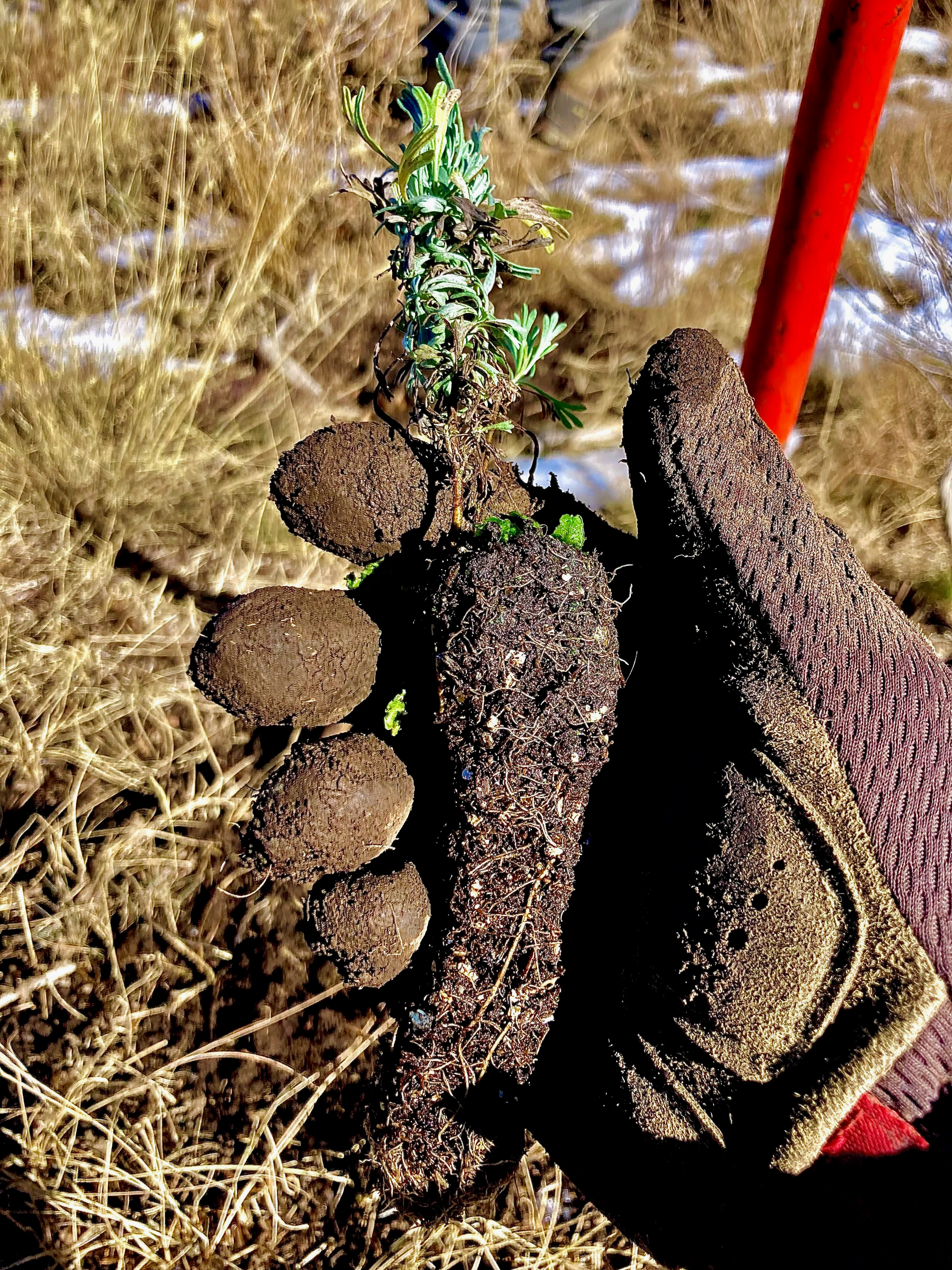 sage_brush_planting_project_badger_fire_rehabilitation_oct_2021