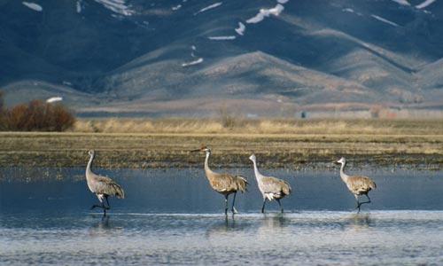 sandhill_crane_four.jpg