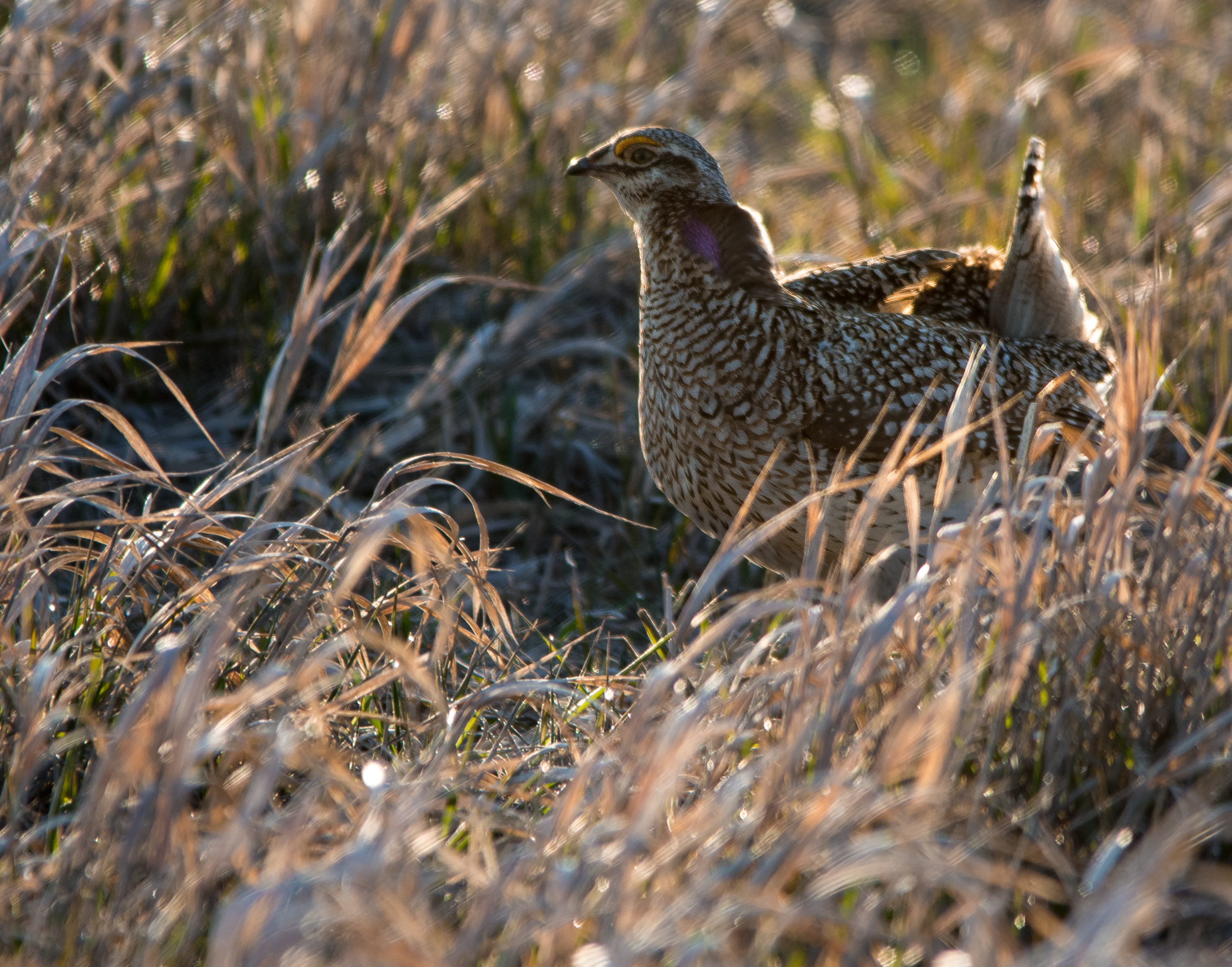 sharp tailed grouse in grass April 2015