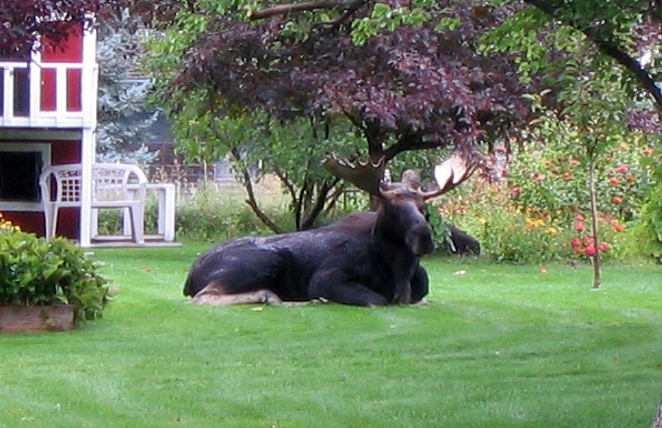 shoshone_moose_in_yard