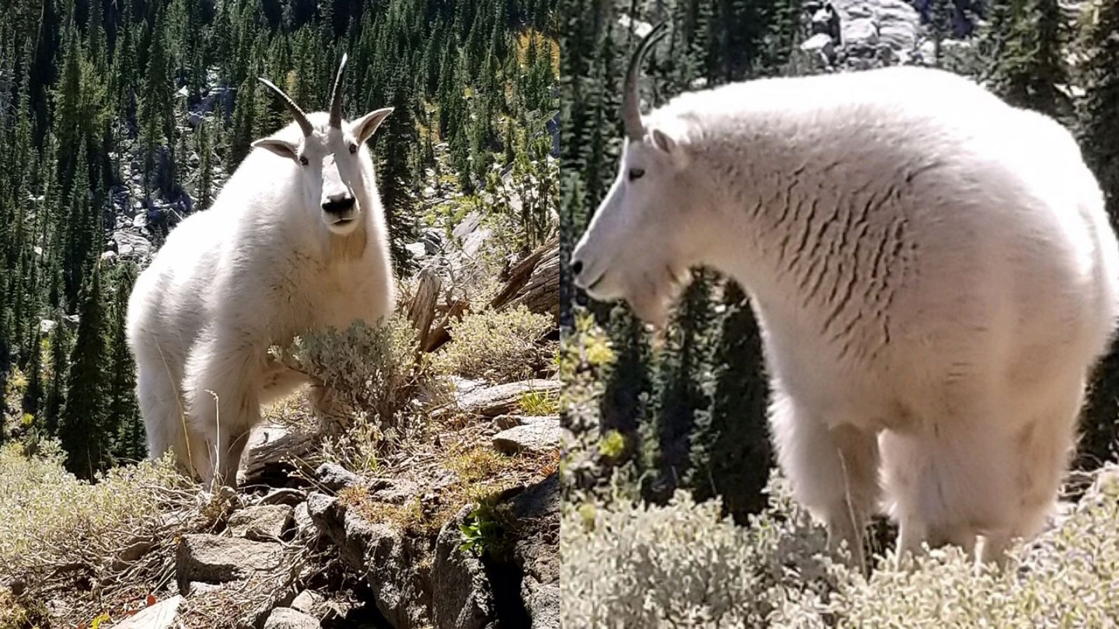 snowbank_goat_2018_c