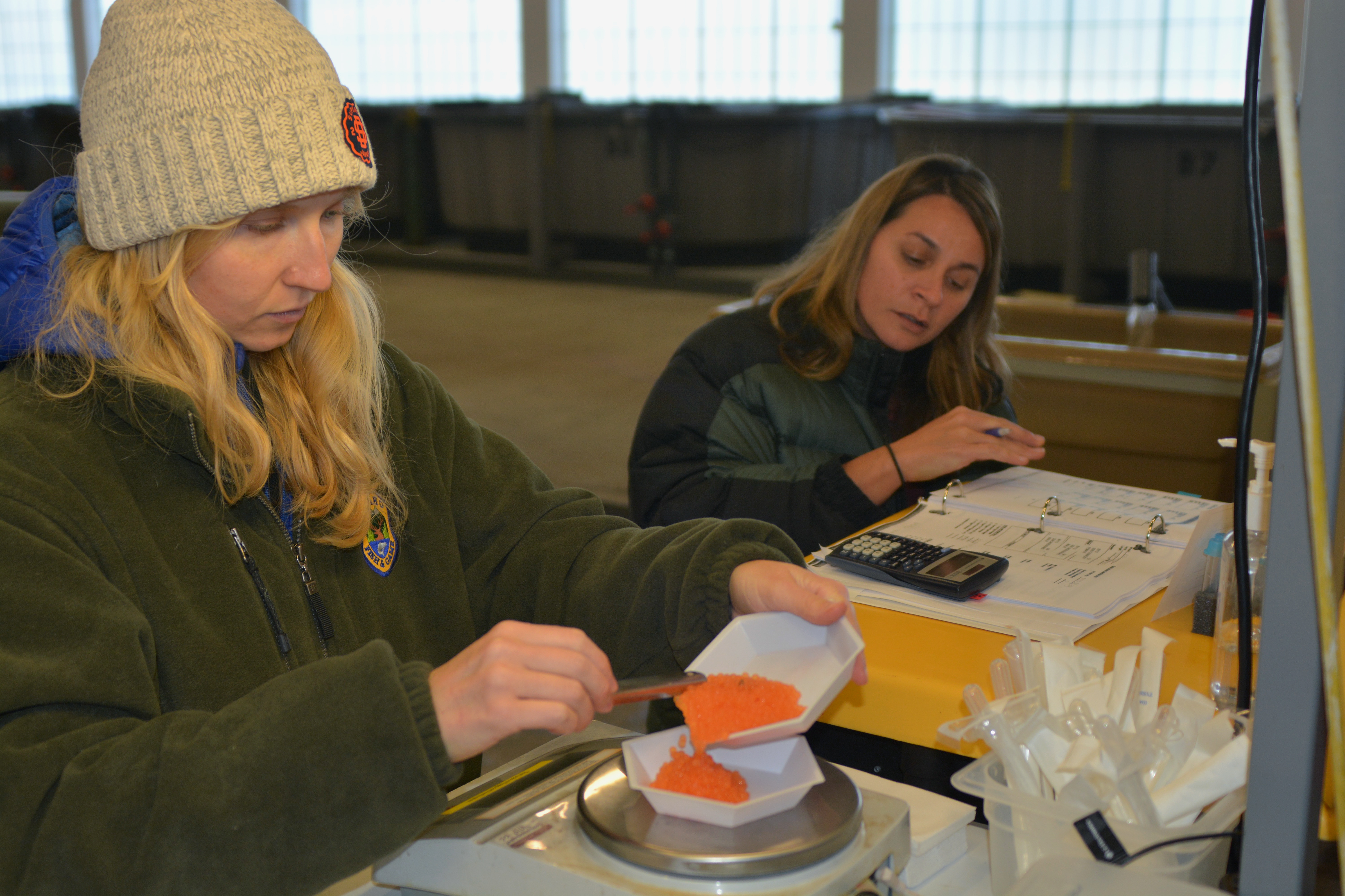 Weighing sockeye eggs. Photo IDFG by Roger Phillips