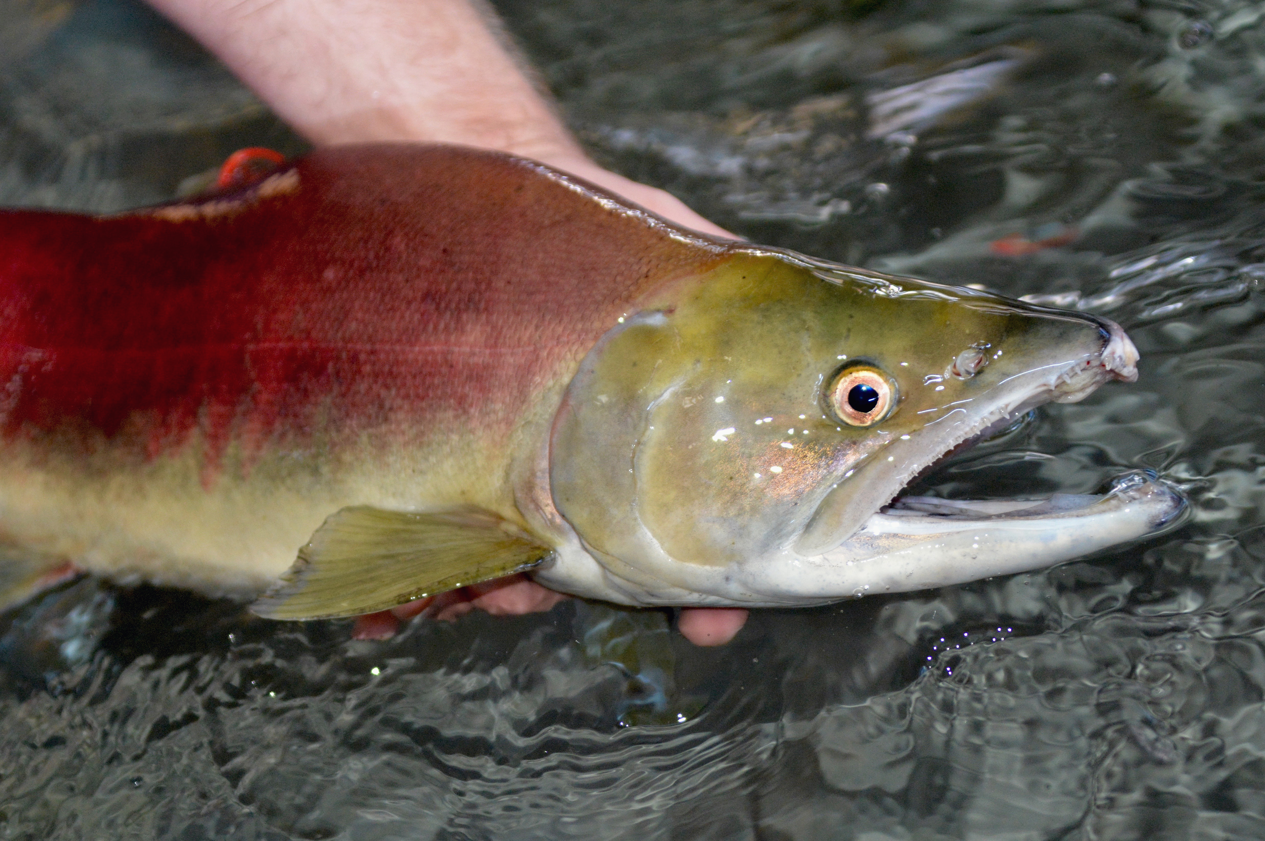 Sockeye Spawner. Photo IDFG by Roger Phillips