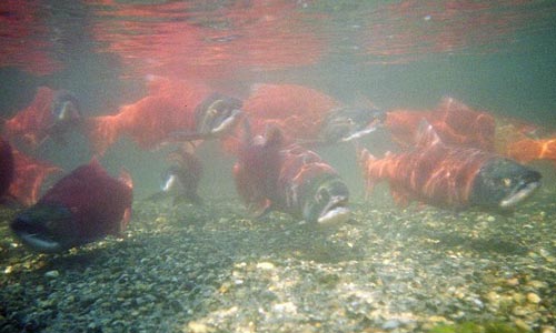 Kokanee Spawning in Gravel Redds