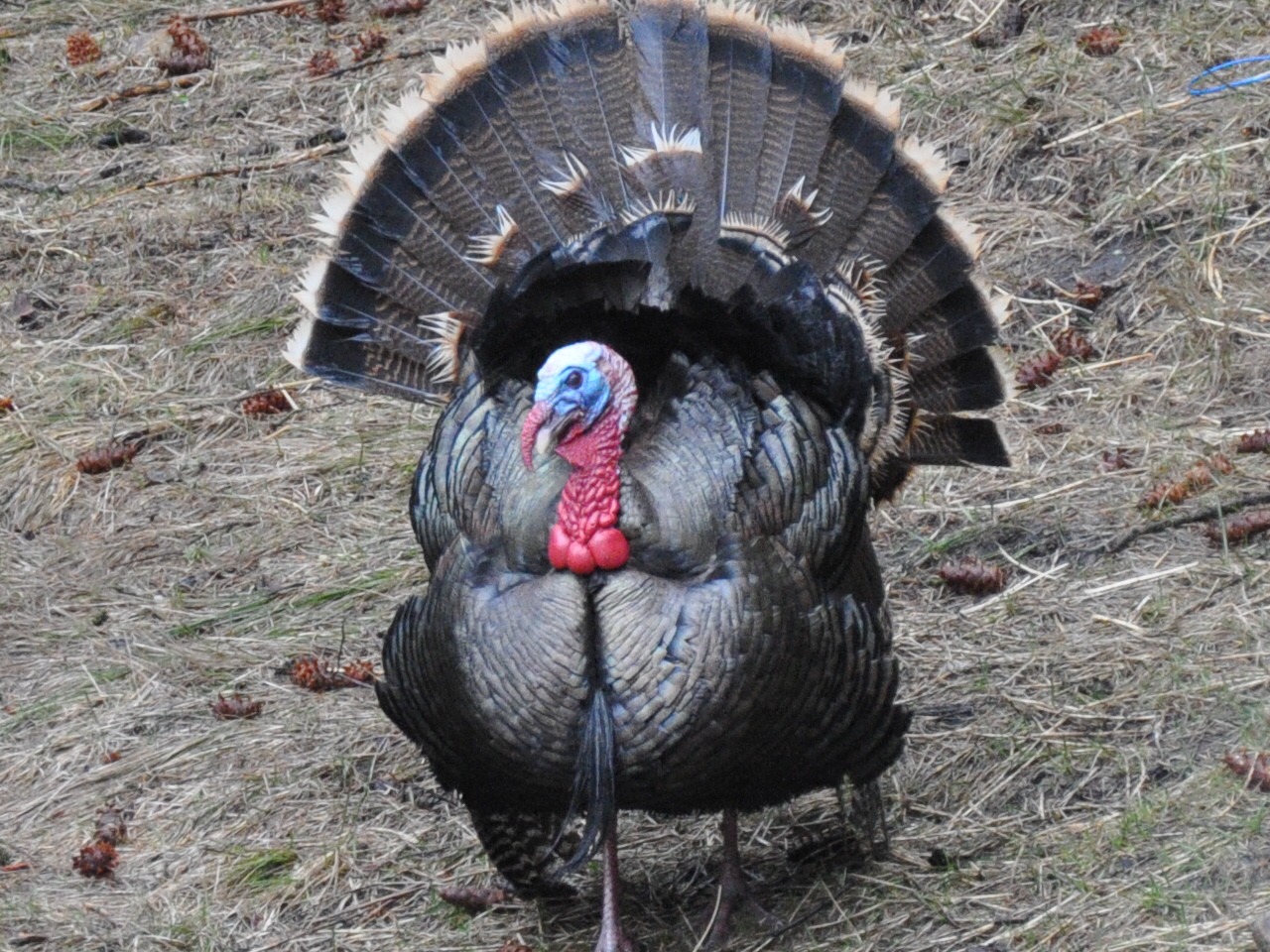 spring_turkey_681-1.jpg