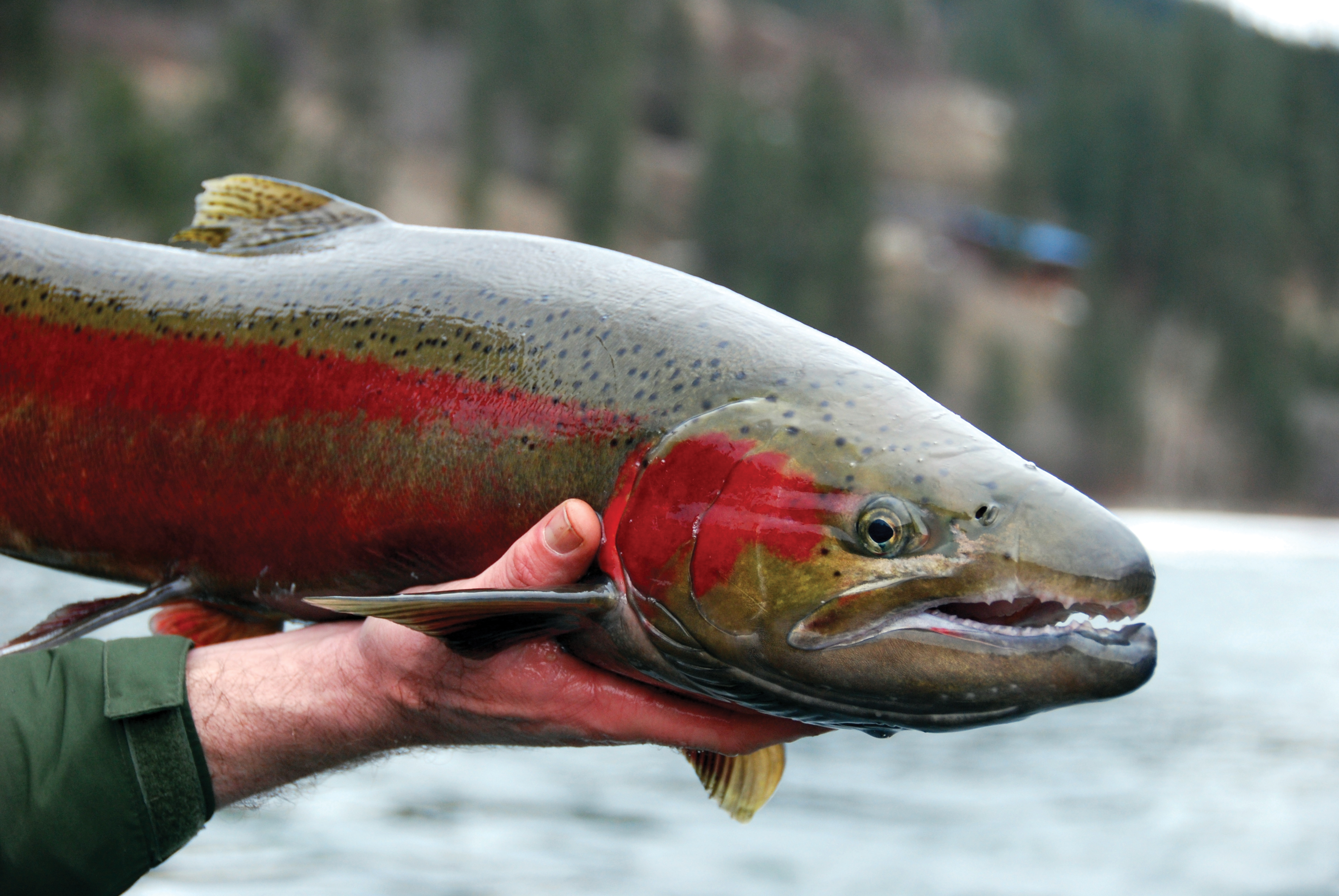 Oct. 14: Upper Salmon River Steelhead fishing report