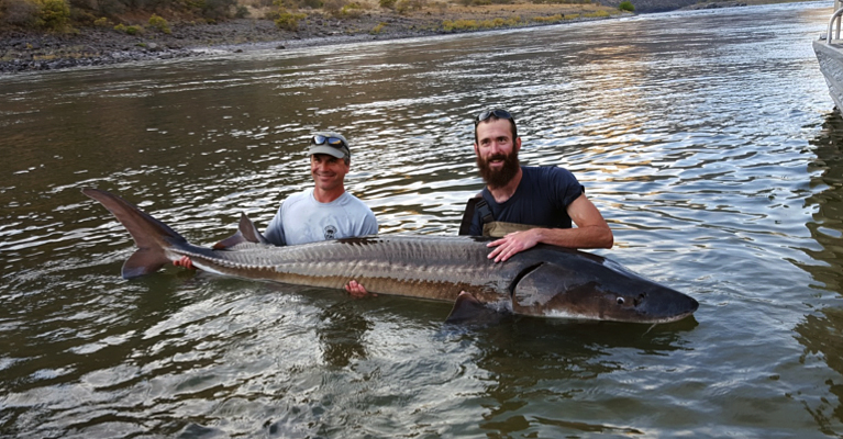 Survey: Sturgeon Fish Hold Steady in Snake River Section