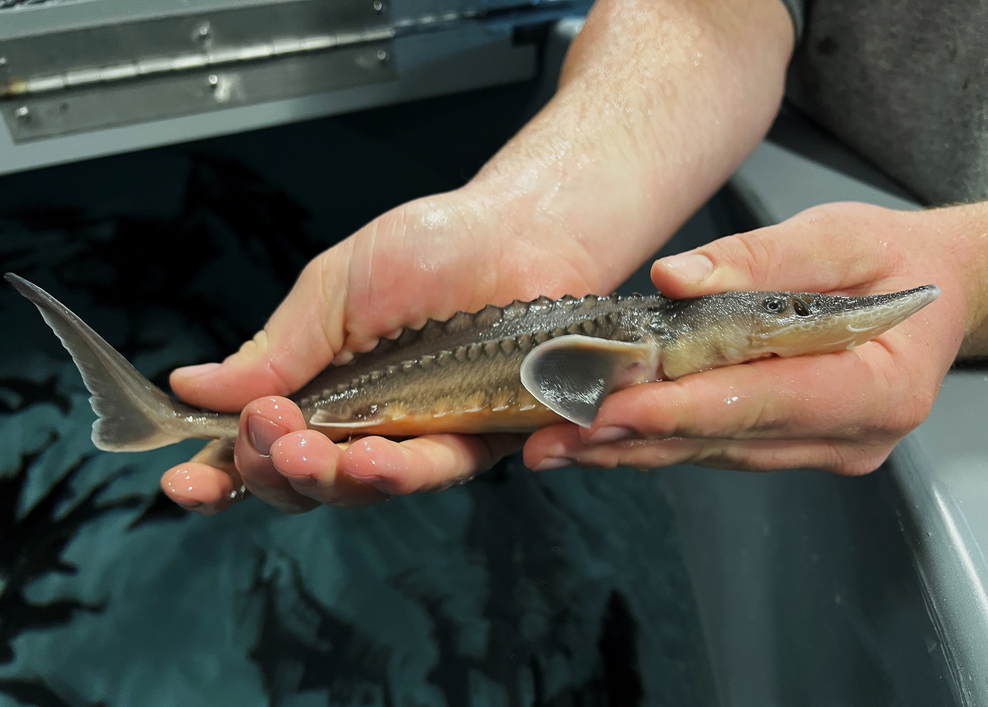 A year-old sturgeon held in hands
