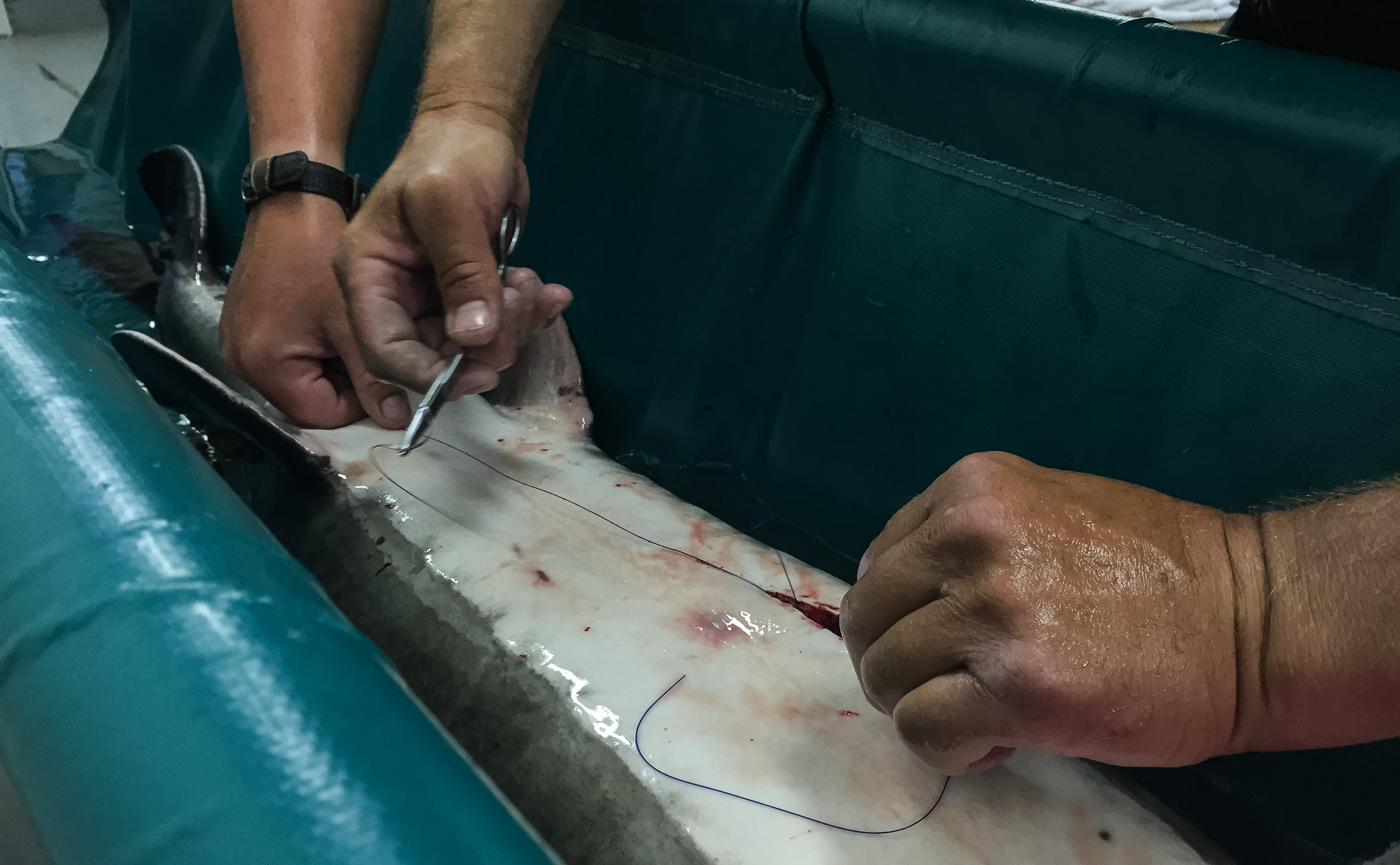 An adult sturgeon in sutured up after captive spawning
