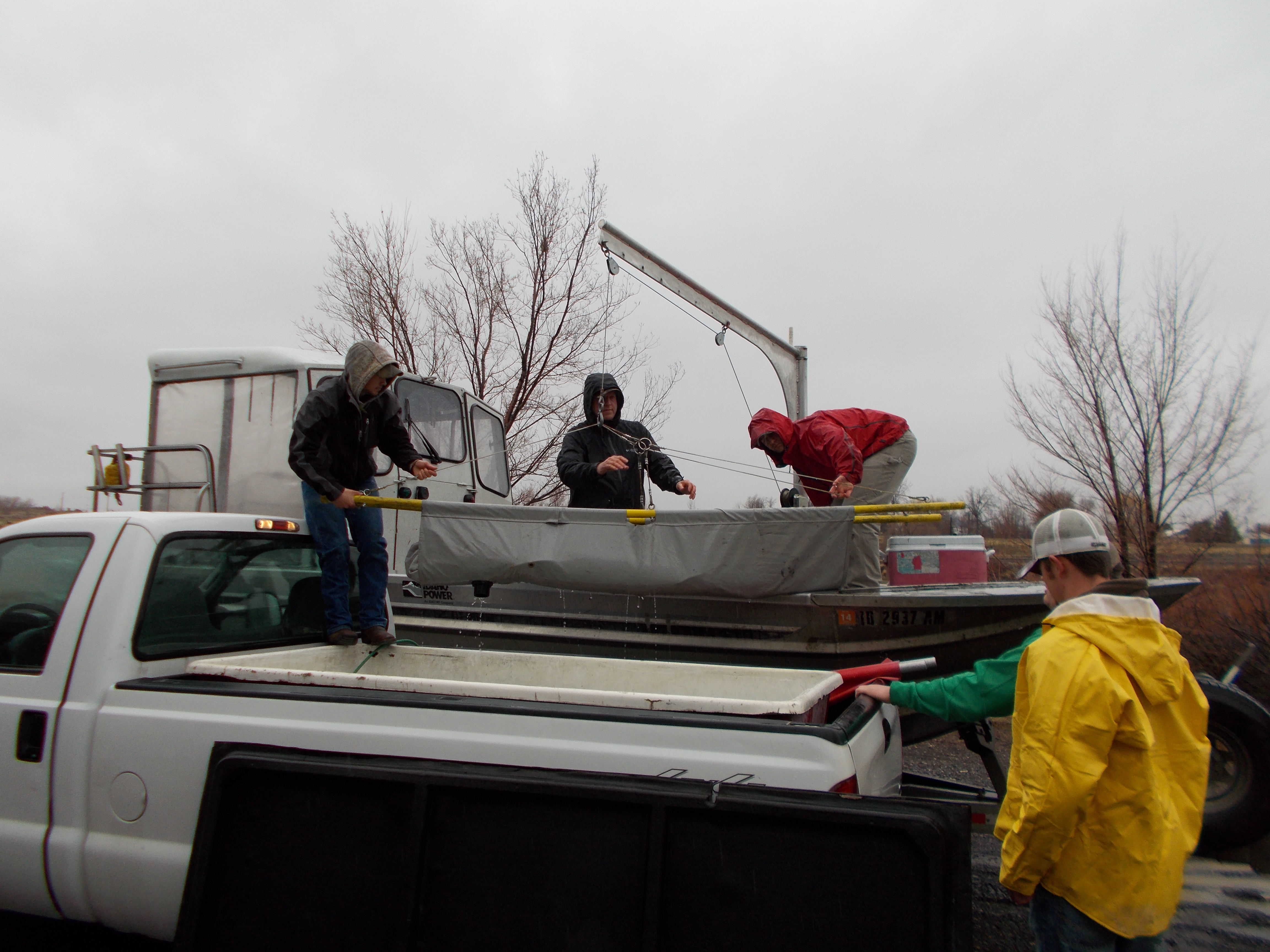 Sturgeon transfered from truck to boat