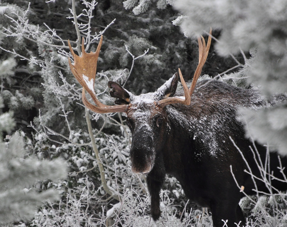 young bull moose in snow and trees November 2011 head shot James Deitrick