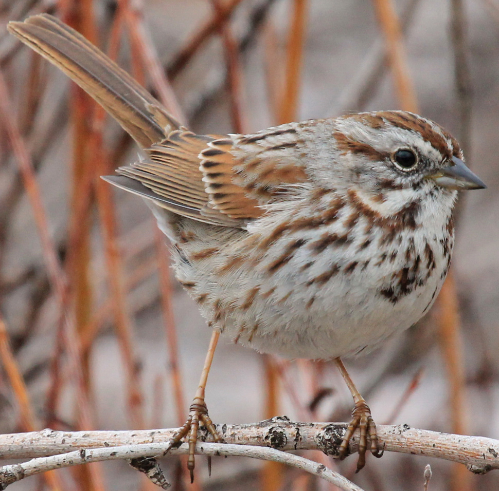 Birders Can Flock To Southeast Idaho To See Fall Migrations 