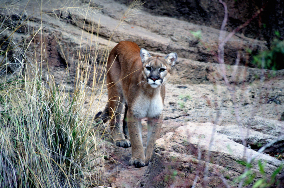 mountain lion attacking a horse