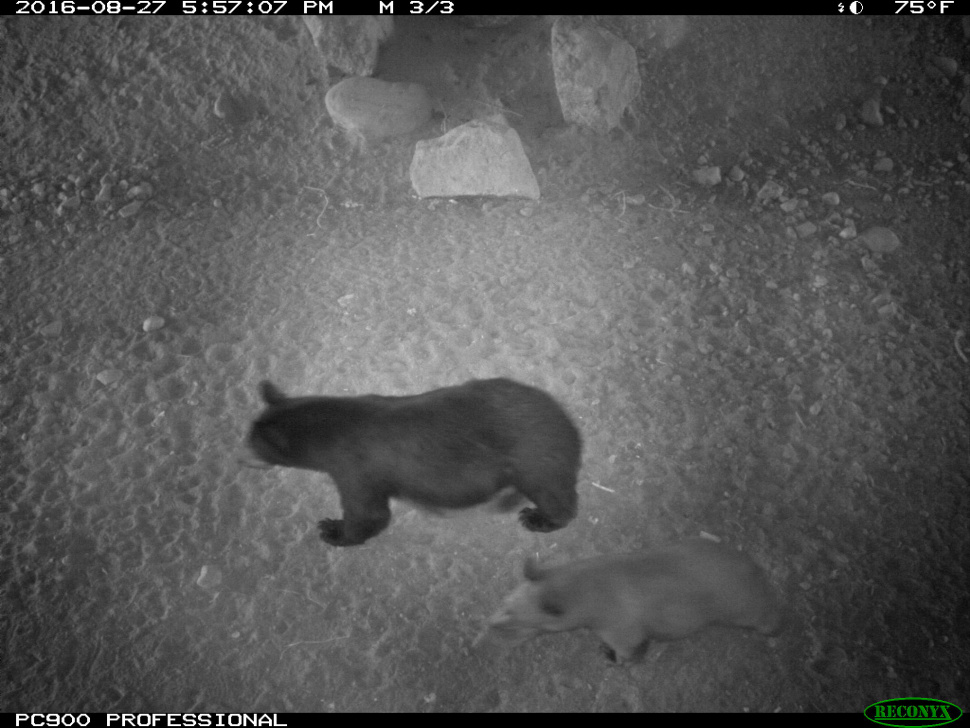 Black bear and cub from a game camera/ Photo credit: IDFG