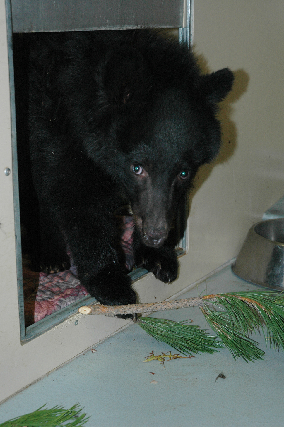 are black bears scared of dogs