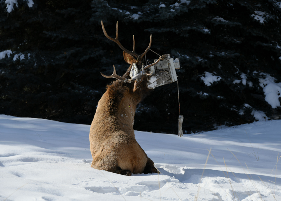 bull_elk_after_being_darted_gimlet_january_11_2021