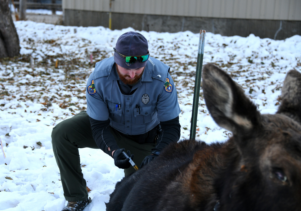 co_brandyn_hurd_injects_antibiotics_into_moose_with_eye_condition_in_hailey_dec_2020