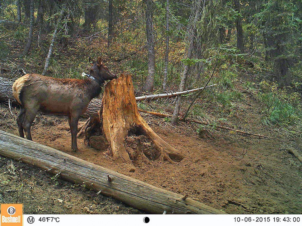 What the heck is an elk doing under a helicopter? F&G elk monitoring