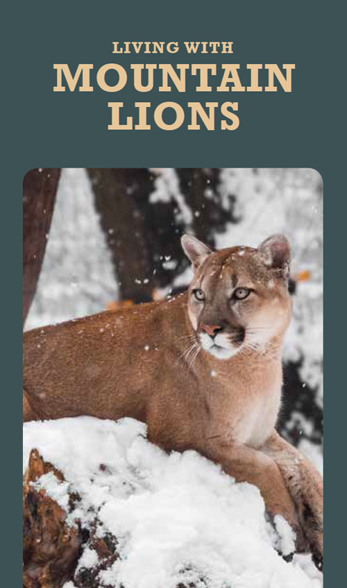Living with Mountain Lions brochure