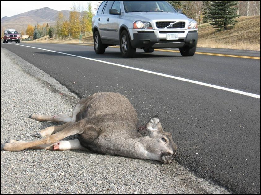 Motorists urged to slow down and lookout for big game Idaho Fish and Game