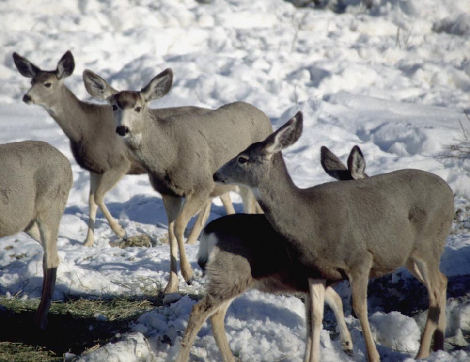 Feeding deer and elk in town does more harm than good Idaho Fish and Game