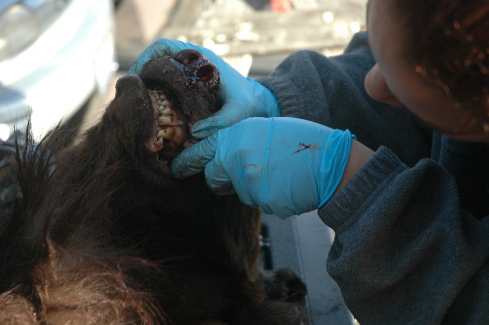 tight shot of bear teeth being studied October 2006