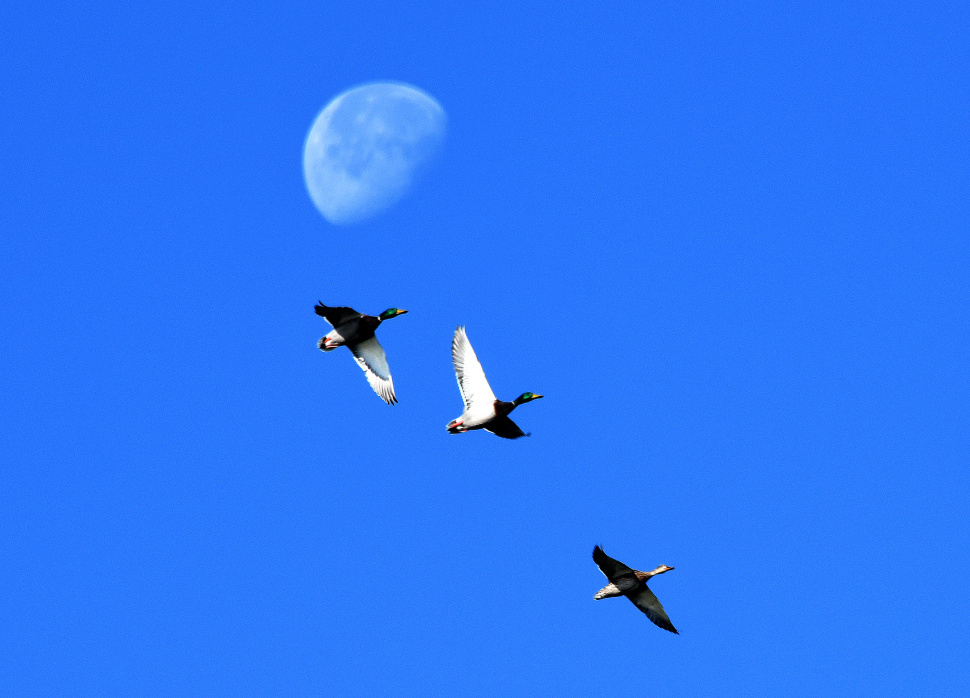 ducks_flying_in_front_of_moon_hagerman_november_2022