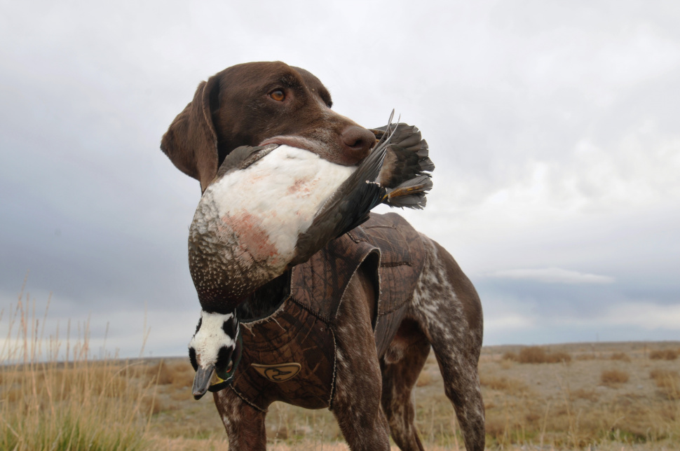 best dogs for waterfowl hunting