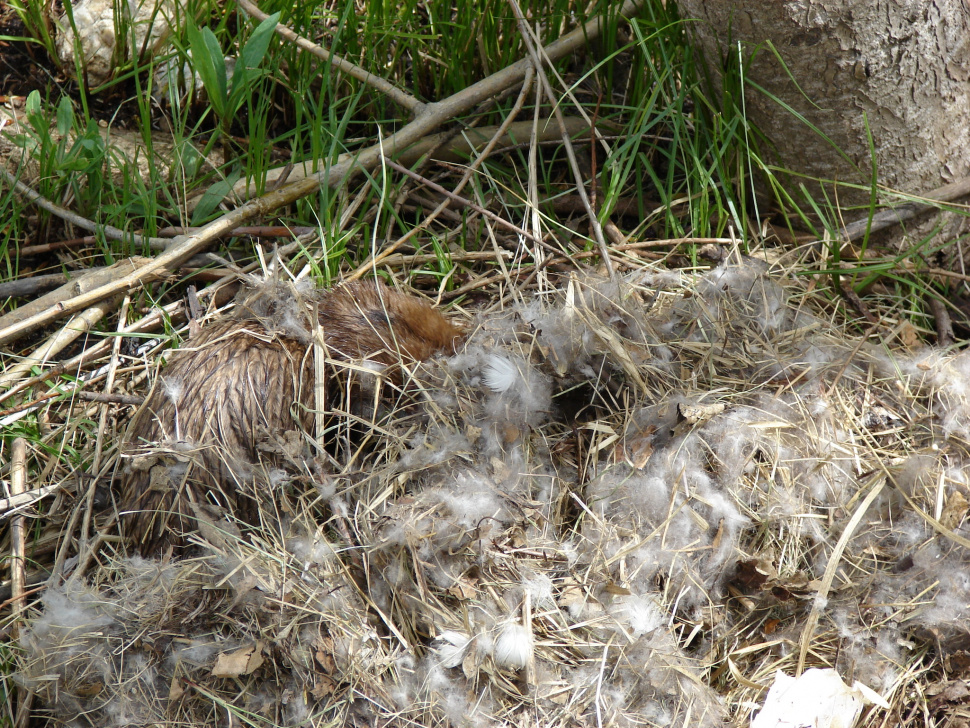 mink raiding a goose nest April 2007