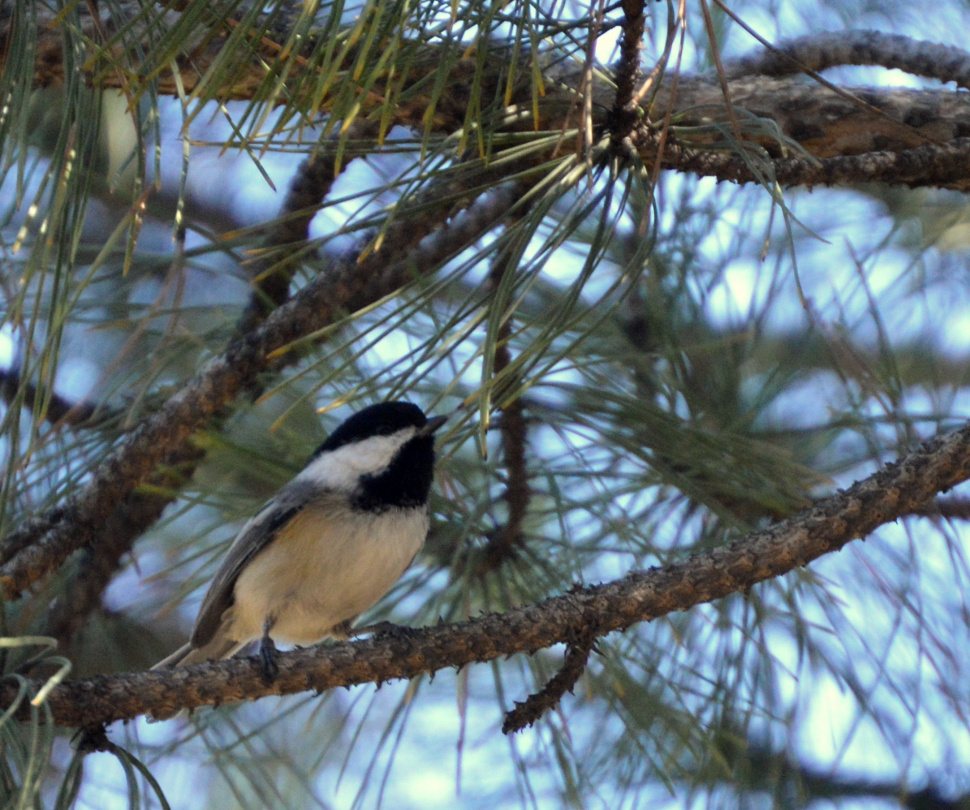 Evening Lecture For Adults Winter Bird Feeding And Project Feeder