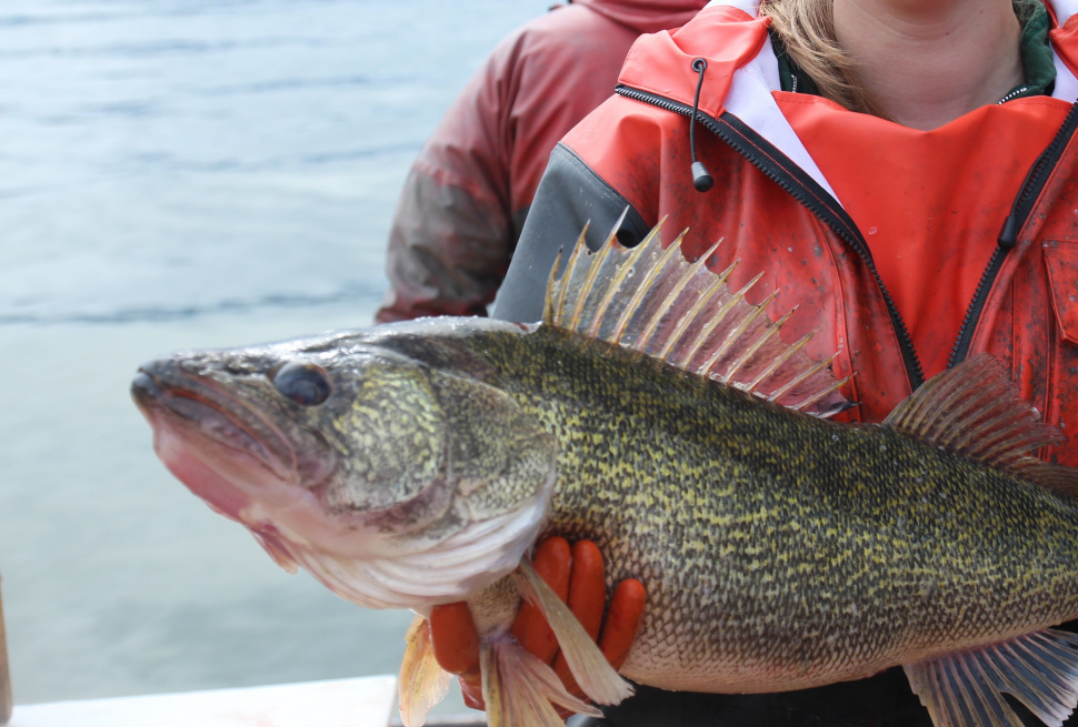 walleye