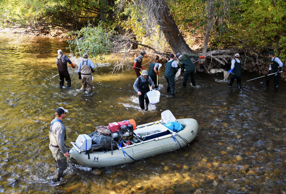 Big Wood River trout population survey