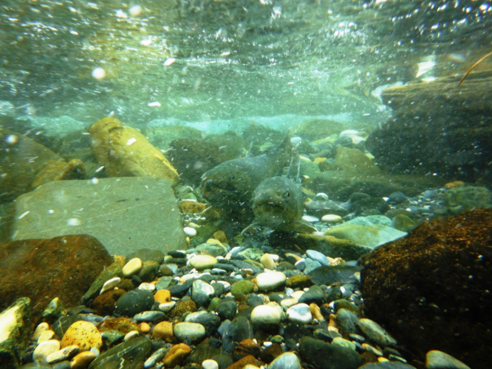 Spawning bull trout