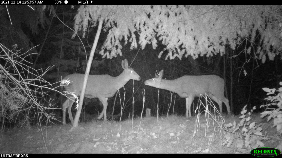 Trail cameras capture interesting wildlife diversity at Boise's MK Nature  Center | Idaho Fish and Game