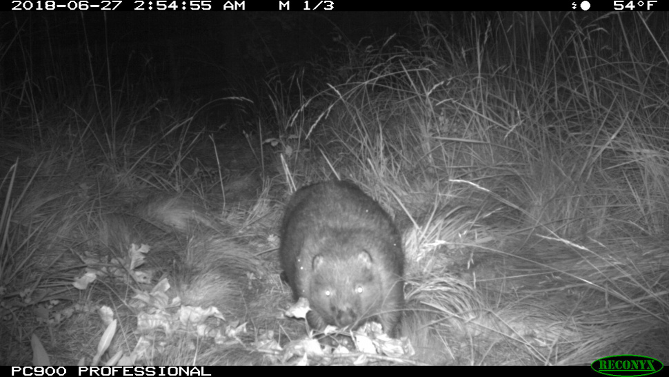 Trail cameras capture interesting wildlife diversity at Boise's MK ...