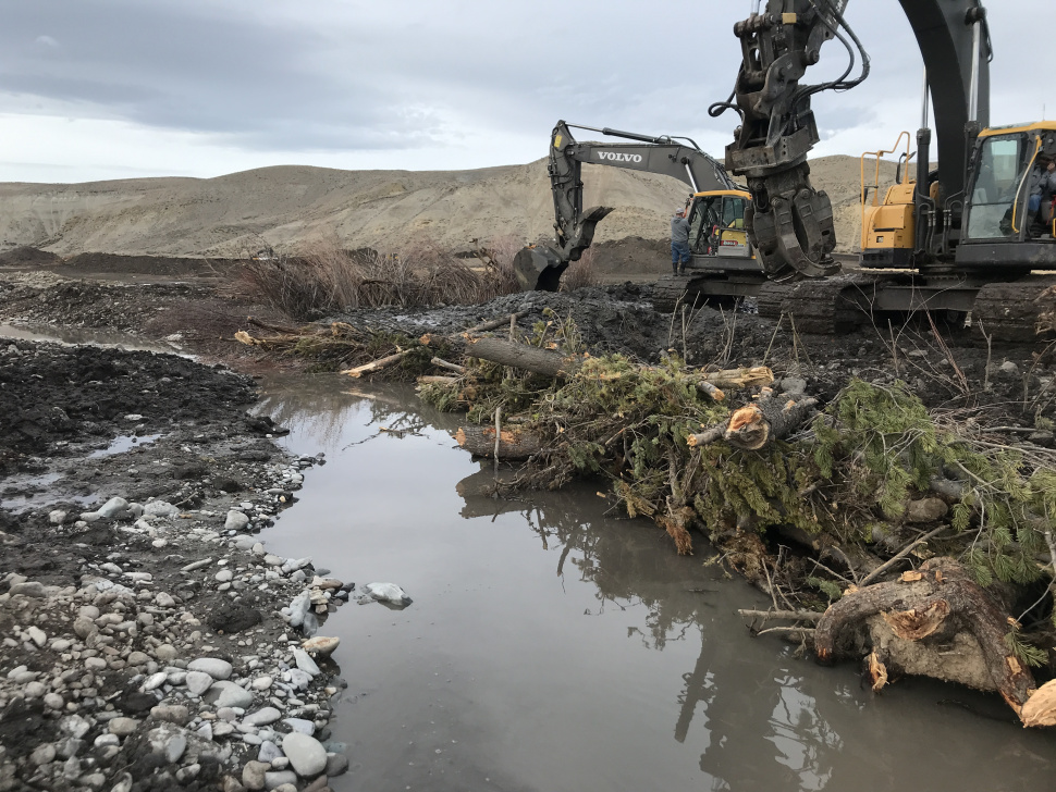 Downed tree pile