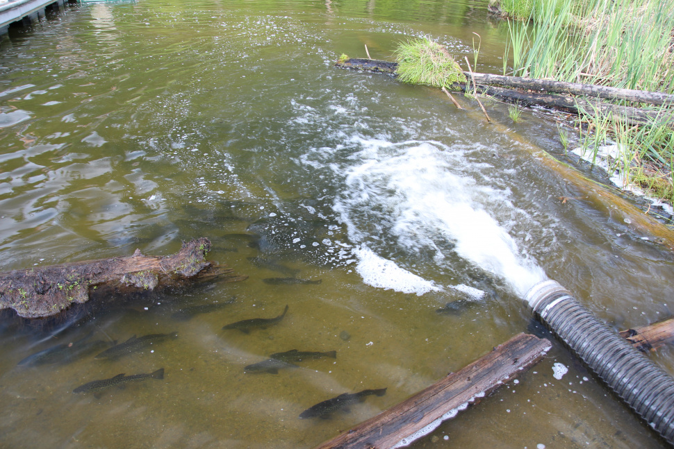 TIGERS IN THE WATER! Idaho Fish and Game