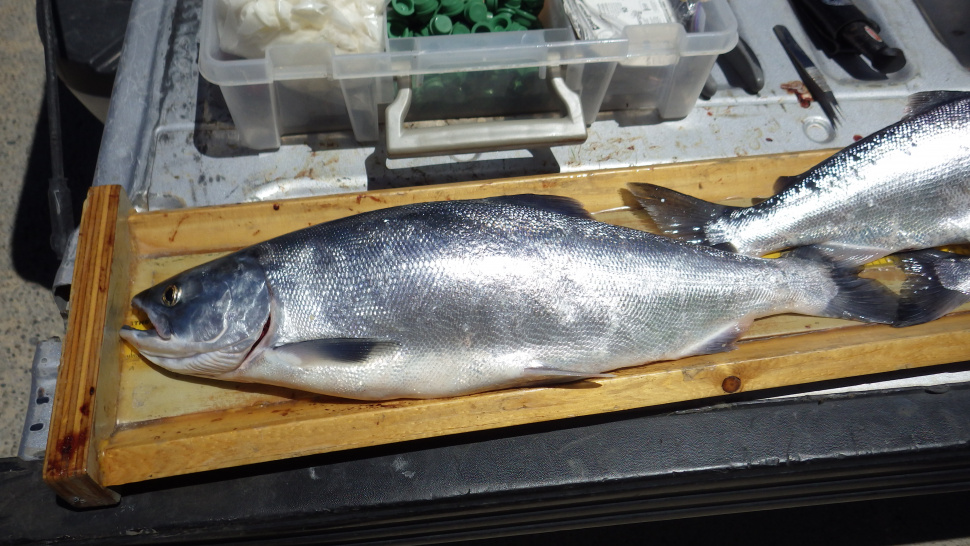 Catch a kokanee salmon from southern Idaho's "silver triangle" Idaho
