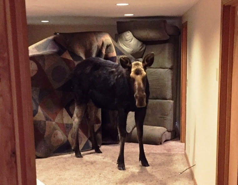 Moose in basement in Hailey, Idaho 2016