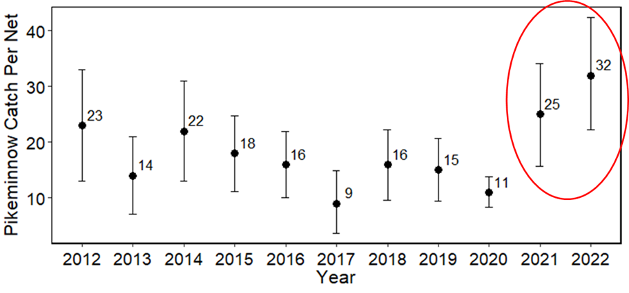 Pikeminnow numbers are also up