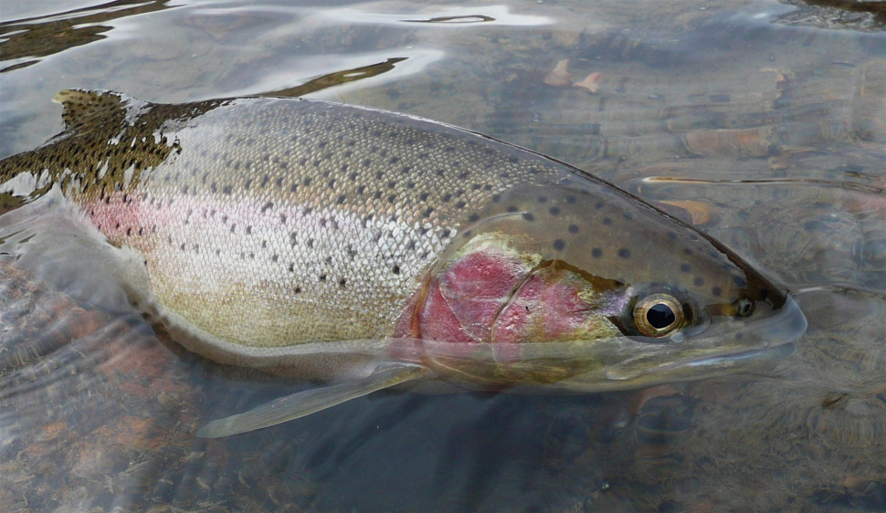 Oct. 9 Idaho steelhead update from fisheries manager Joe DuPont