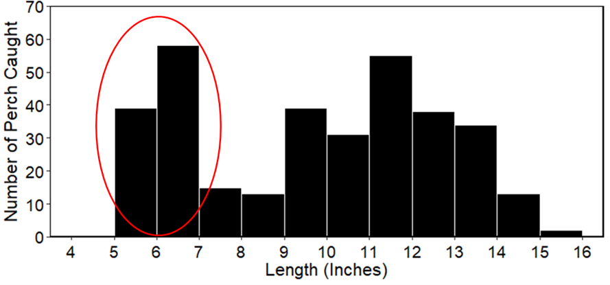 Perch lengths from Fall 2022 Survey