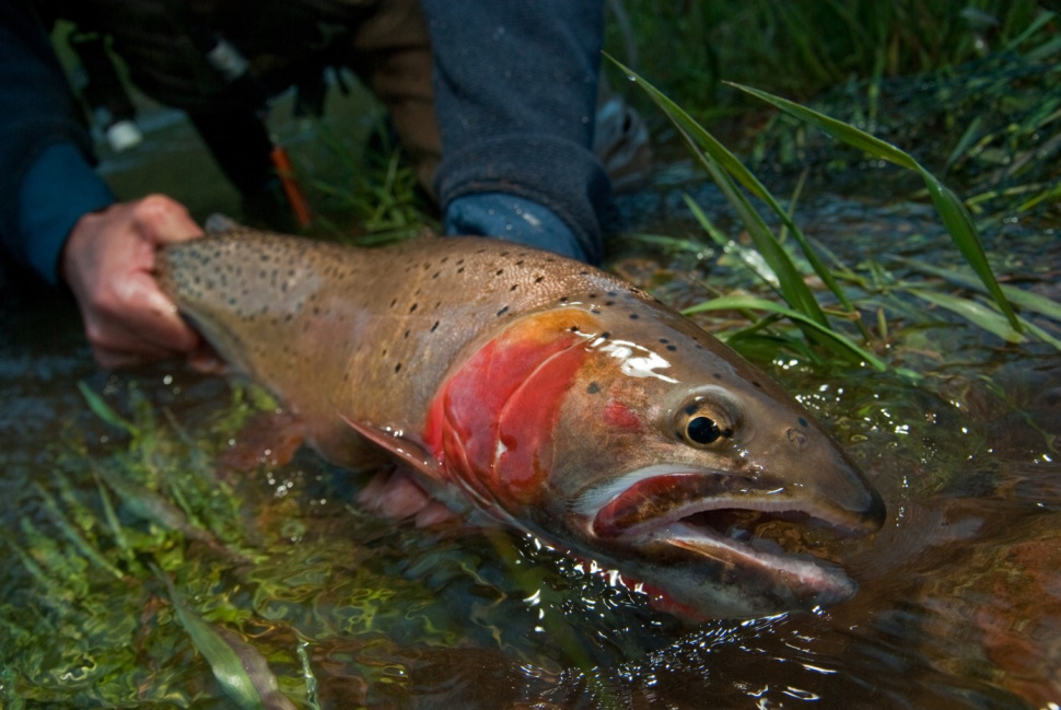 bonneville cutthroat trout