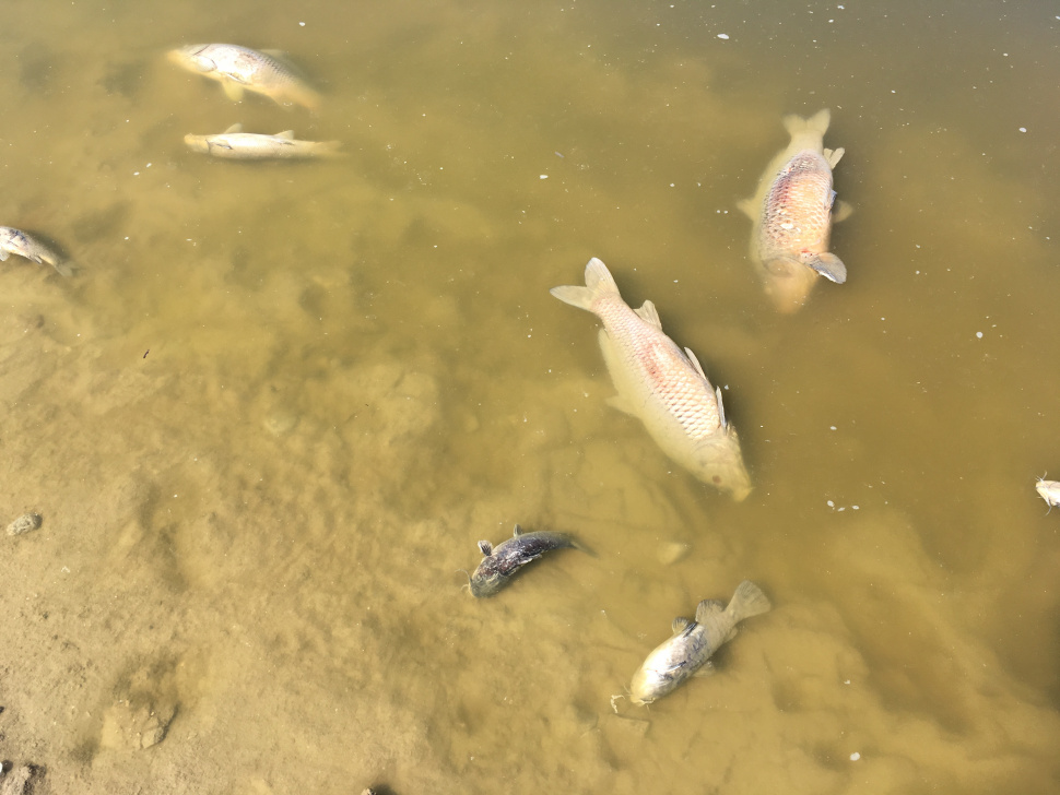 lake fish in water