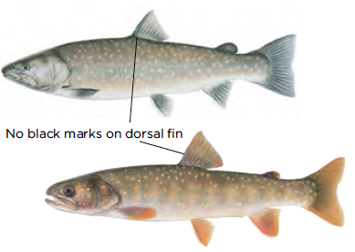 Salmon Species Identification Chart