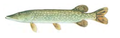 Northern Pike / Image by Joseph Tomelleri