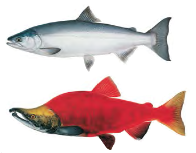 Red fin salmon Clearance