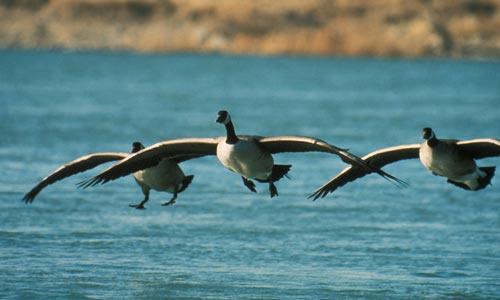 Three Canada geese landing on water