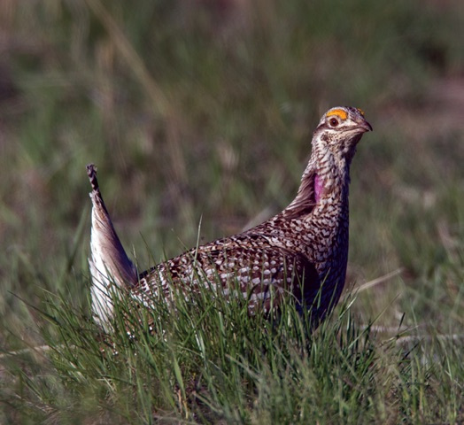 Sharp-tailed Grouse Season Opens Oct. 1 