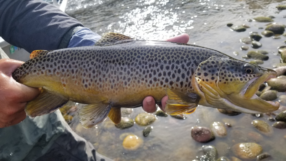 High Trout Numbers Continue In The South Fork Snake River 